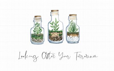 Looking After Your Terrarium