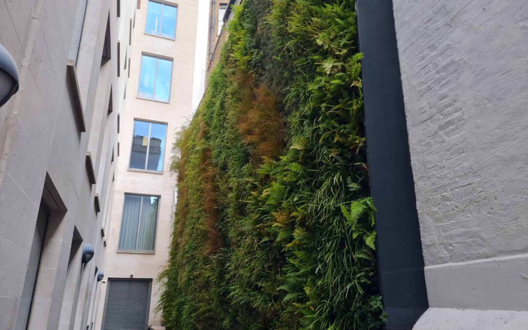 Everything You Need To Know About Living Walls