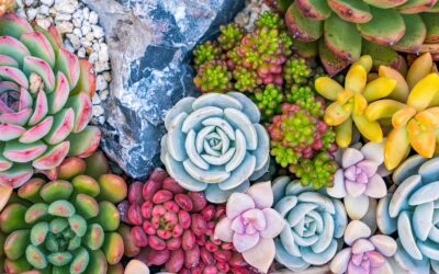Everything You Need To Know About Succulents
