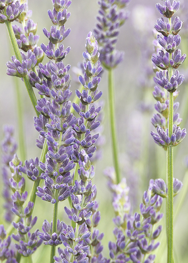 lavender is good for stress