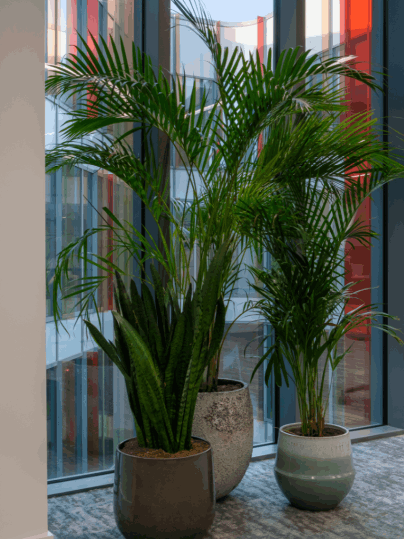 Acrea palm to help clean the air in office