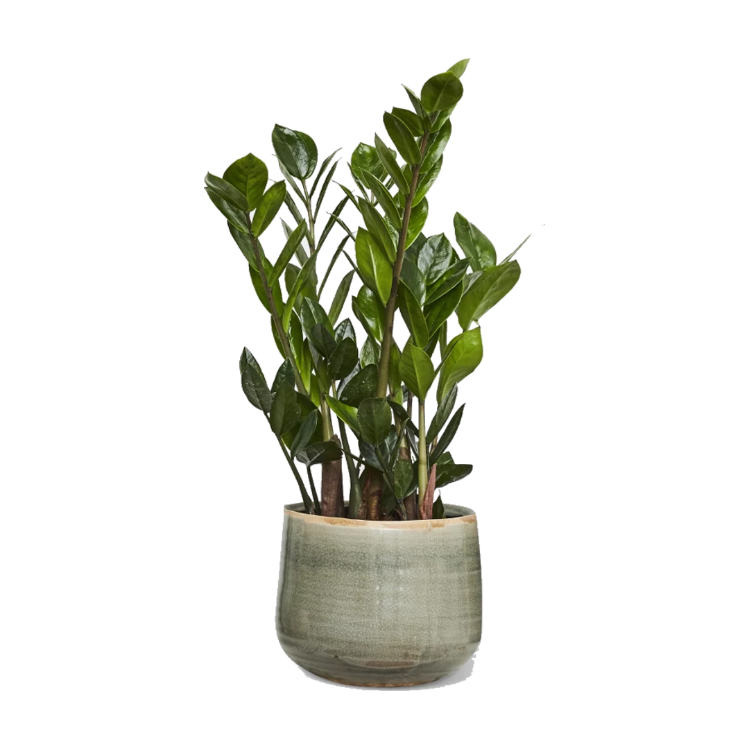 Acrea palm to help clean the air in office