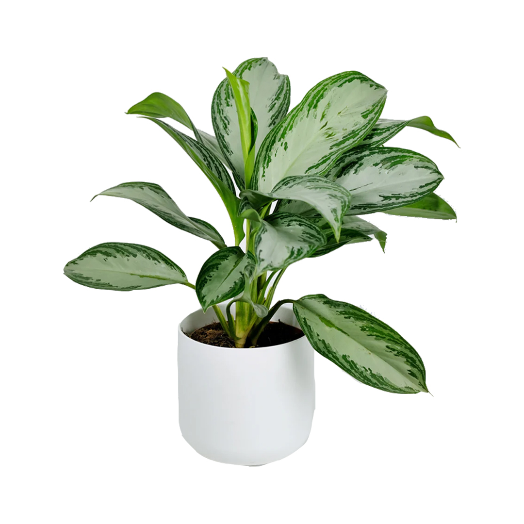 plants help ventilation