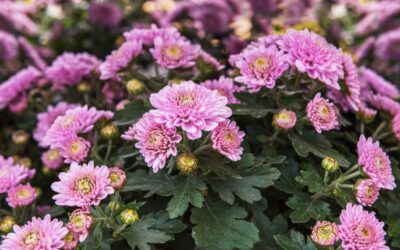 Top Tips for Keeping Your Plant Displays Alive During the Winter Months